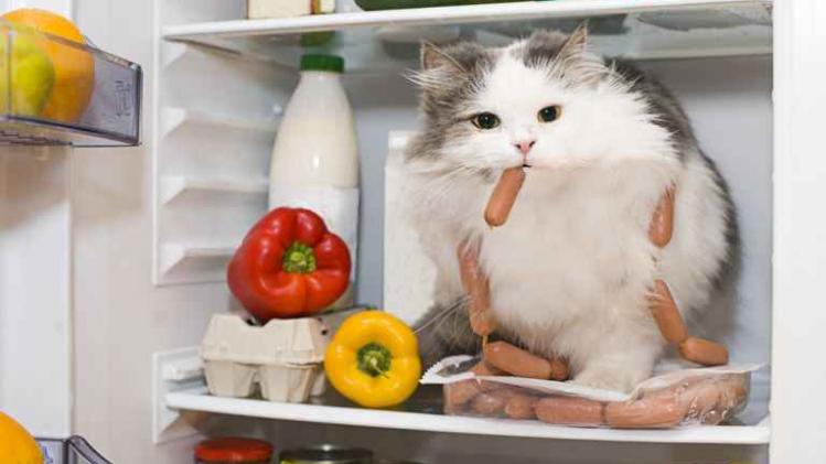 shutterstock_22.1e6e4094725.w768